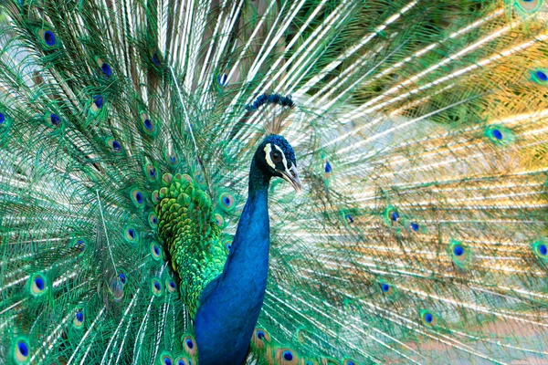 Schöne Gepflegte Männliche Pfau Spreizt Seinen Schwanz Luxuriösen Schwanz Flirtet — Stockfoto