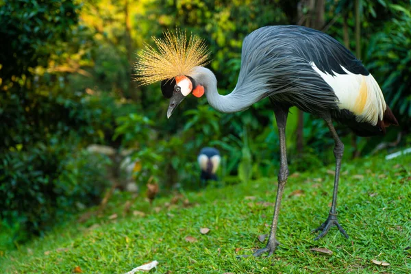 Gekroonde Kraanvogel Wandelt Een Groen Park — Stockfoto