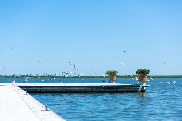 Muelle Orilla Del Río Una Gran Bandada Gaviotas Día Verano — Foto de Stock