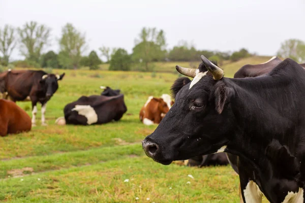 Las Vacas Rurales Pastan Prado Verde Vida Rural Animales País — Foto de Stock