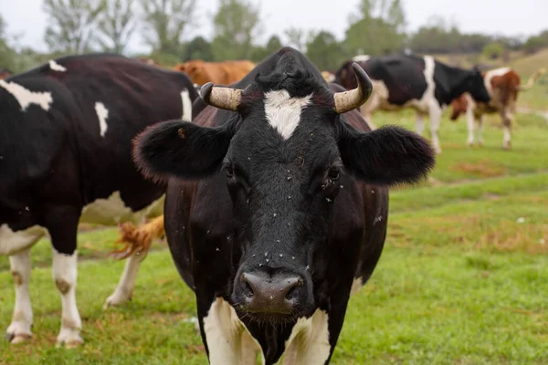 Las Vacas Rurales Pastan Prado Verde Vida Rural Animales País — Foto de Stock