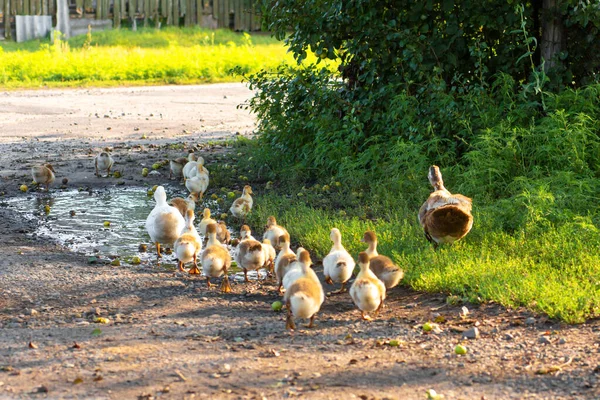 Pato Lleva Sus Patitos Través Carretera Pato Madre Con Patitos — Foto de Stock