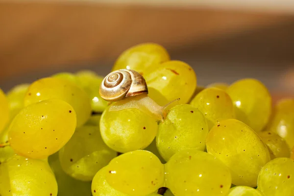 Primer Plano Pequeño Caracol Arrastrándose Sobre Las Uvas Quiche Mish —  Fotos de Stock