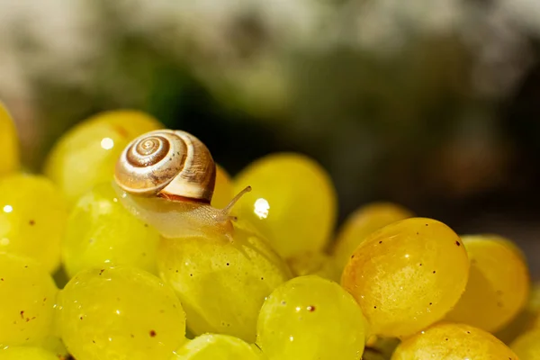 Primer Plano Pequeño Caracol Arrastrándose Sobre Las Uvas Quiche Mish —  Fotos de Stock