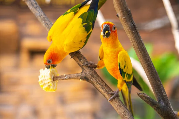 Párek Hrdliček Jasně Oranžový Papoušek Pojídající Kukuřici Pozorování Ptáků — Stock fotografie