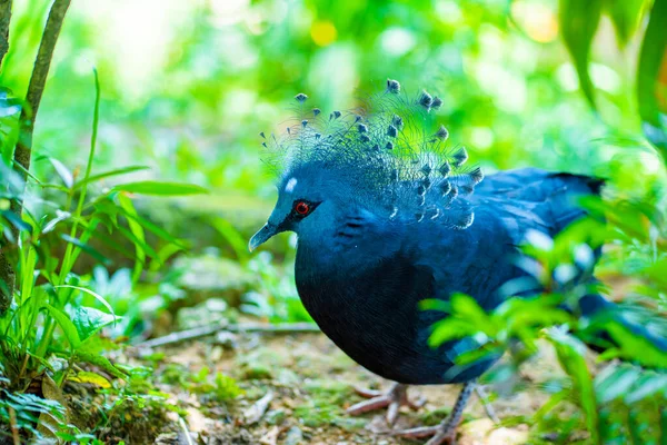 Pigeon Couronné Inhabituel Dans Parc Verdoyant Beauté Nature Observation Des — Photo