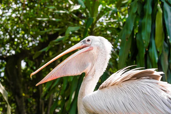 Een Witte Pelikaan Een Park Zit Een Omheining Van Dichtbij — Stockfoto