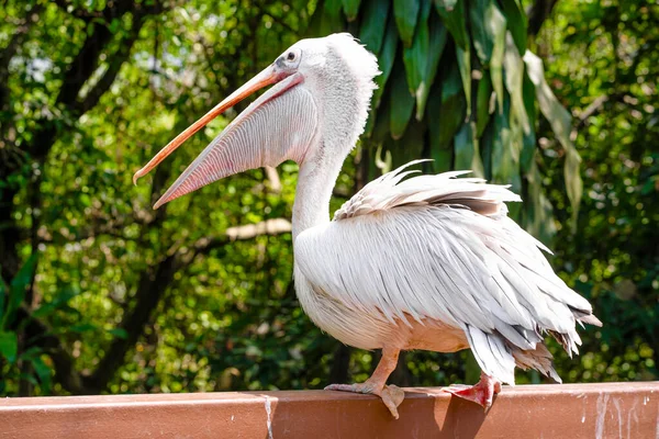 White Pelican Park Sits Fence Close Bird Watching — Stock Photo, Image