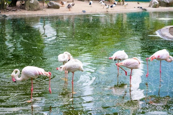 Ένα Σμήνος Ροζ Φλαμίνγκο Στέκεται Μια Λίμνη Παρακολούθηση Πουλιών — Φωτογραφία Αρχείου