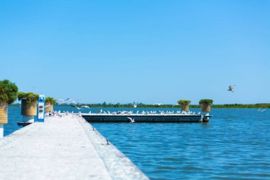 Nehir kıyısındaki iskele. Büyük bir martı sürüsü. Yaz günü