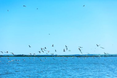 Bir martı sürüsü nehirde balık avlar..