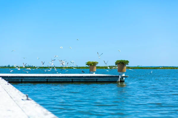 Muelle Orilla Del Río Una Gran Bandada Gaviotas Día Verano — Foto de Stock