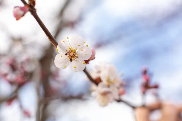 白桦树枝条在天空中飘扬 春天开花的树 — 图库照片