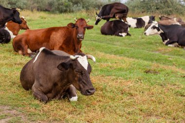 Kırsal inekler yeşil bir çayırda otlar. Kırsal yaşam. Hayvanlar. tarımsal ülke.