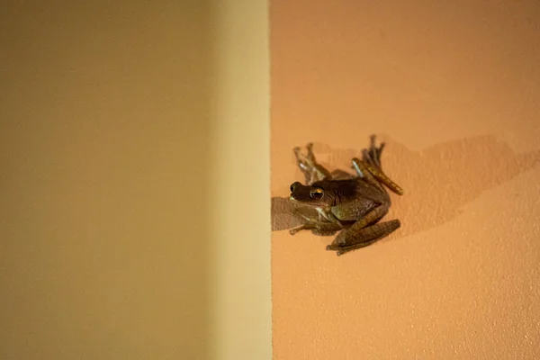 Βάτραχος Κάθεται Στον Τοίχο Βατραχάκι — Φωτογραφία Αρχείου