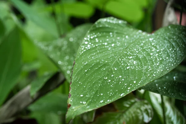 Regentropfen Auf Einem Grünen Blatt Natürliche Hydratation Der Pflanzen — Stockfoto