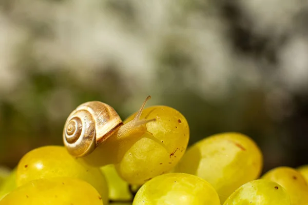 Primer Plano Pequeño Caracol Arrastrándose Sobre Las Uvas Quiche Mish —  Fotos de Stock