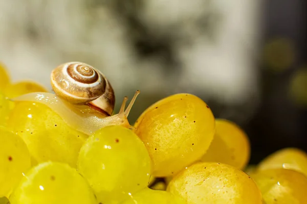 Primer Plano Pequeño Caracol Arrastrándose Sobre Las Uvas Quiche Mish —  Fotos de Stock