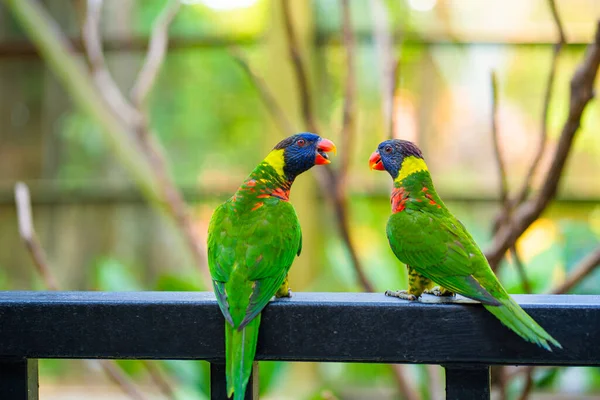 Радужные Попугаи Лорикита Зеленом Парке Птичий Парк Дикая Природа — стоковое фото