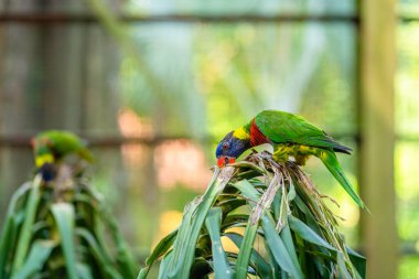 Gökkuşağı Lorikeet papağanları yeşil bir parkta. Kuş parkı, vahşi yaşam.