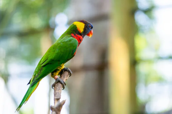 Jogos de acasalamento rainbow lorikeet. um papagaio desbotado gruda em uma  fêmea