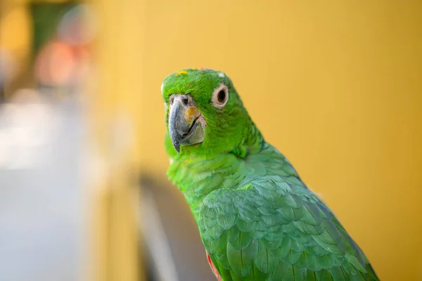 Jogos de acasalamento rainbow lorikeet. um papagaio desbotado gruda em uma  fêmea