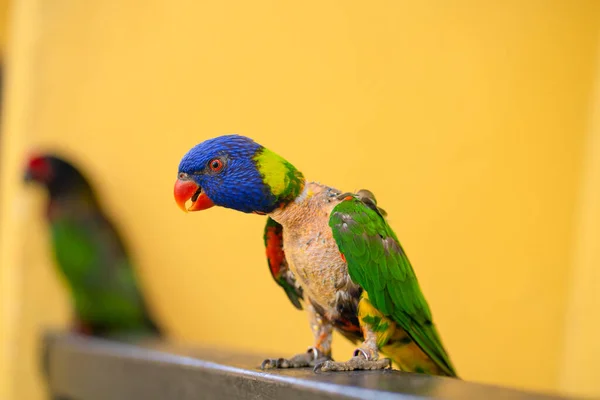 Páření Hry Rainbow Lorikeet Vybledlý Papoušek Přilepí Samici — Stock fotografie