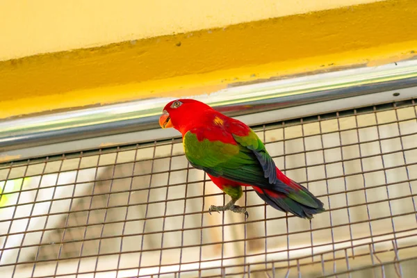 Rainbow Lorikeet Papegojor Grön Park Fågelpark Djurliv — Stockfoto