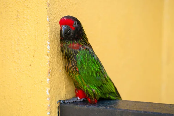 约会游戏Rainbow Lorikeet 一只褪了色的鹦鹉粘在一只雌性的身上 — 图库照片