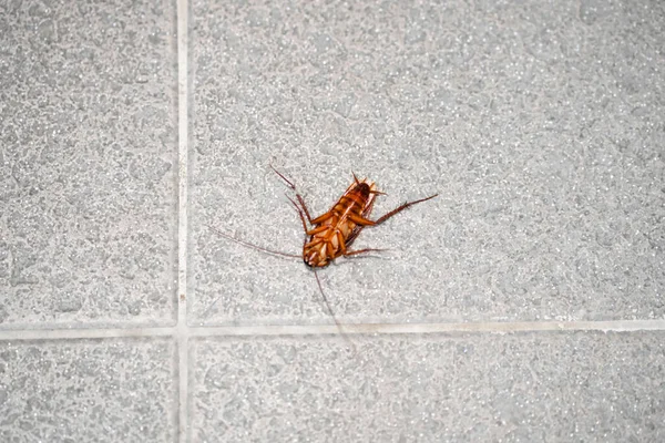 Kecoa Besar Lantai Serangga Hama Rumah — Stok Foto