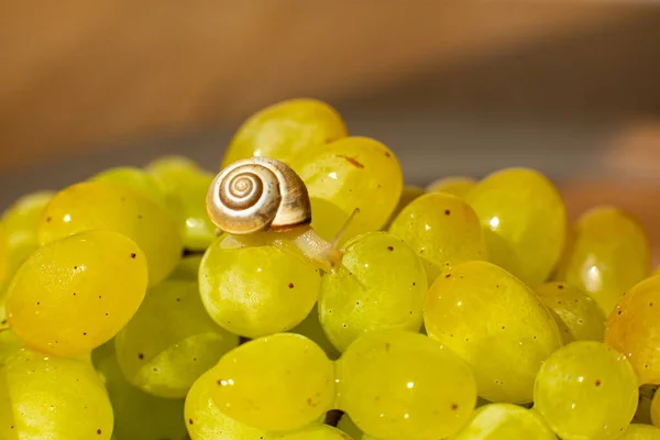 Primer Plano Pequeño Caracol Arrastrándose Sobre Las Uvas Quiche Mish —  Fotos de Stock