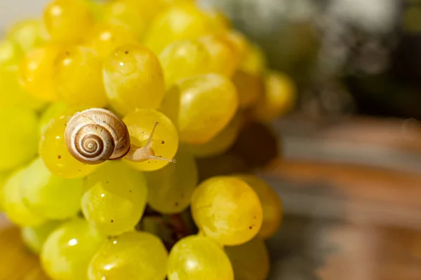 Close Small Snail Crawling Grapes Quiche Mish — Stock Photo, Image