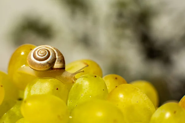 Primer Plano Pequeño Caracol Arrastrándose Sobre Las Uvas Quiche Mish —  Fotos de Stock