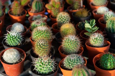 Çiçekli kaktüslü küçük dekoratif kaplar. Yukarıdan bak. Taze çiçeklerle süslenmiş. Ev Çiçekleri.