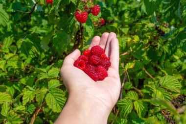 Parlak güneşli bir yaz gününde, yeşil bir çalılıktan kırmızı ahududu toplayan bir kız..