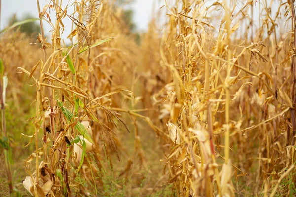 Corn field. Ripened dry yellow corn, harvest time. Corn season.