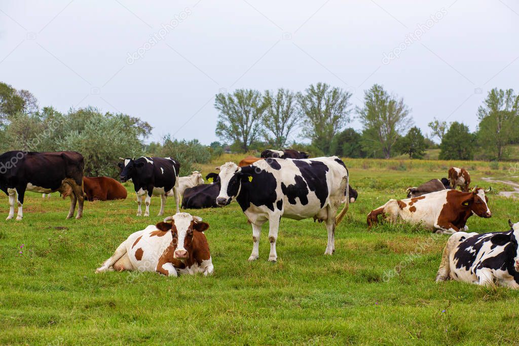 Rural cows graze on a green meadow. Rural life. Animals. agricultural country.