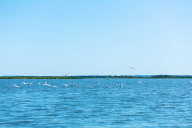 Bir martı sürüsü nehirde balık avlar..