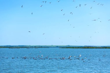 Bir martı sürüsü nehirde balık avlar..