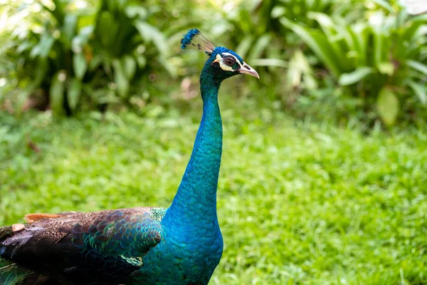 Beautiful Manicured Peacock Walks Green Bird Park — Stock Photo, Image