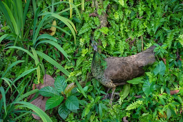 Ein Schöner Gepflegter Pfau Spaziert Einem Grünen Vogelpark — Stockfoto