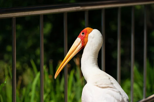 Portrait Milky Storks Walks Path Park — Stock Photo, Image