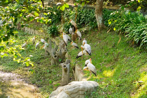 公園の緑の芝生の上にミルクのコウノトリの群れが座っています — ストック写真