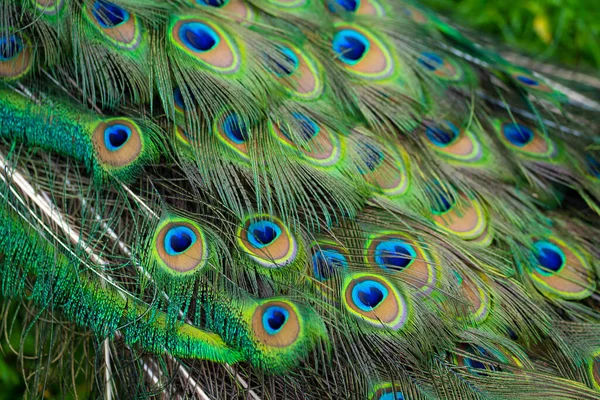 Detailní Záběr Pávova Ocasu Peří Ocase Páva Barvy Přírody — Stock fotografie