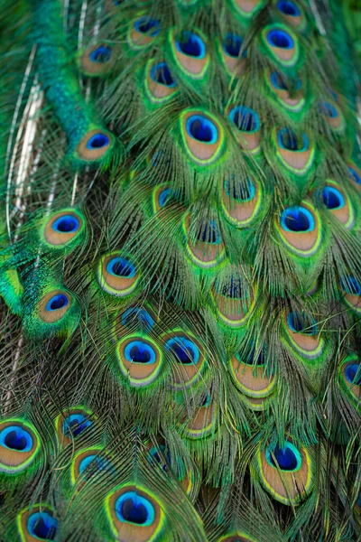 Nahaufnahme Eines Pfauenschwanzes Federn Schwanz Eines Pfaus Farben Der Natur — Stockfoto