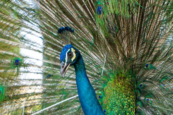 Schöne Gepflegte Männliche Pfau Spreizt Seinen Schwanz Luxuriösen Schwanz Flirtet — Stockfoto