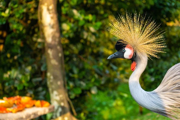 Gekroonde Kraanvogel Wandelt Een Groen Park — Stockfoto