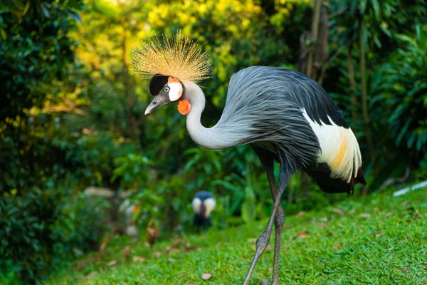 Gekroonde Kraanvogel Wandelt Een Groen Park — Stockfoto