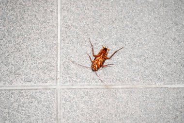 Yerde kocaman bir hamamböceği var. Evde haşereler var.