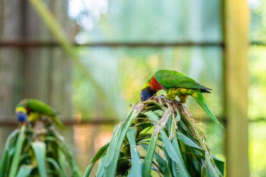 Gökkuşağı Lorikeet papağanları yeşil bir parkta. Kuş parkı, vahşi yaşam.